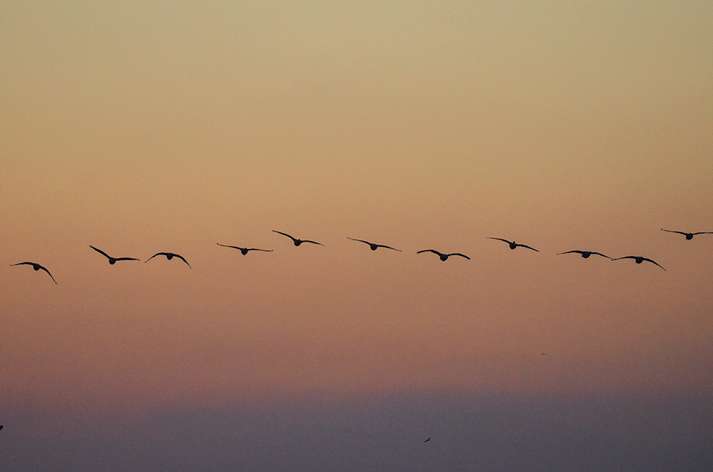 2015��1��12��ɽ��7000 a3471.jpg