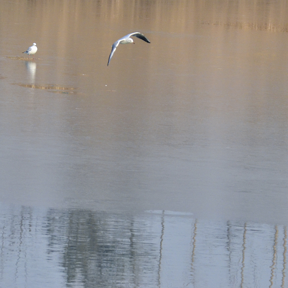 2015��1��12��ɽ��7000a 0241.jpg