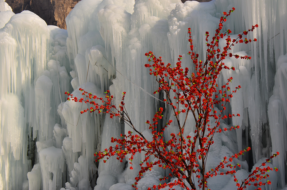 2015��1��2�ձ��� a2761.jpg