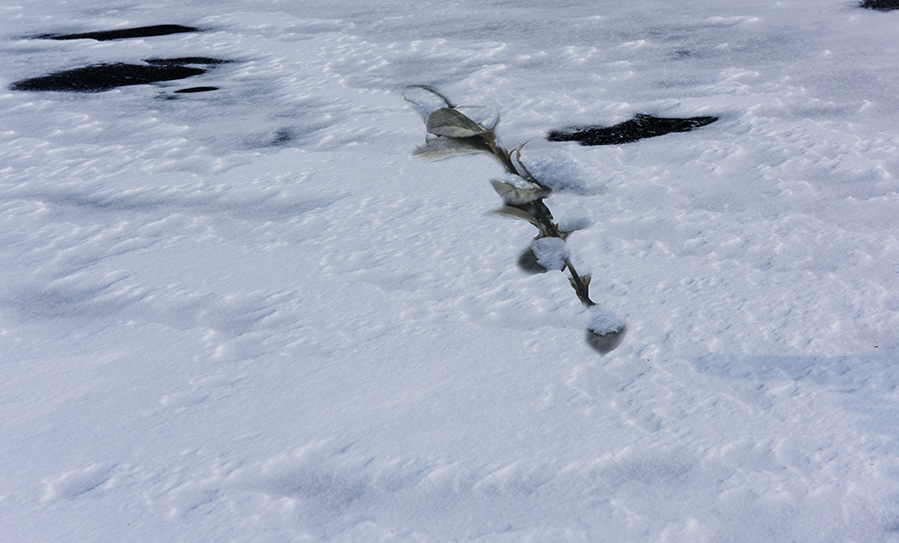 2015��1��25�մ��ɽѩ a0161.jpg