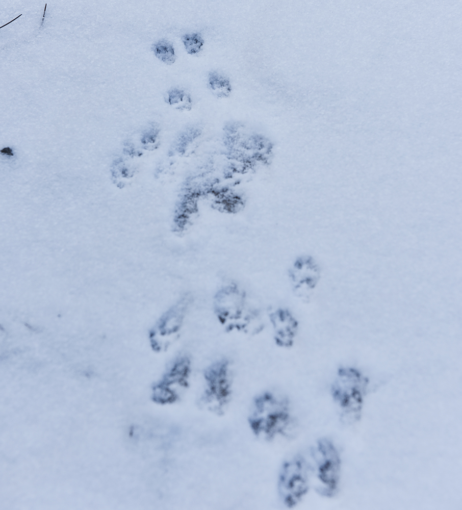 2015��1��25�մ��ɽѩ a0321.jpg