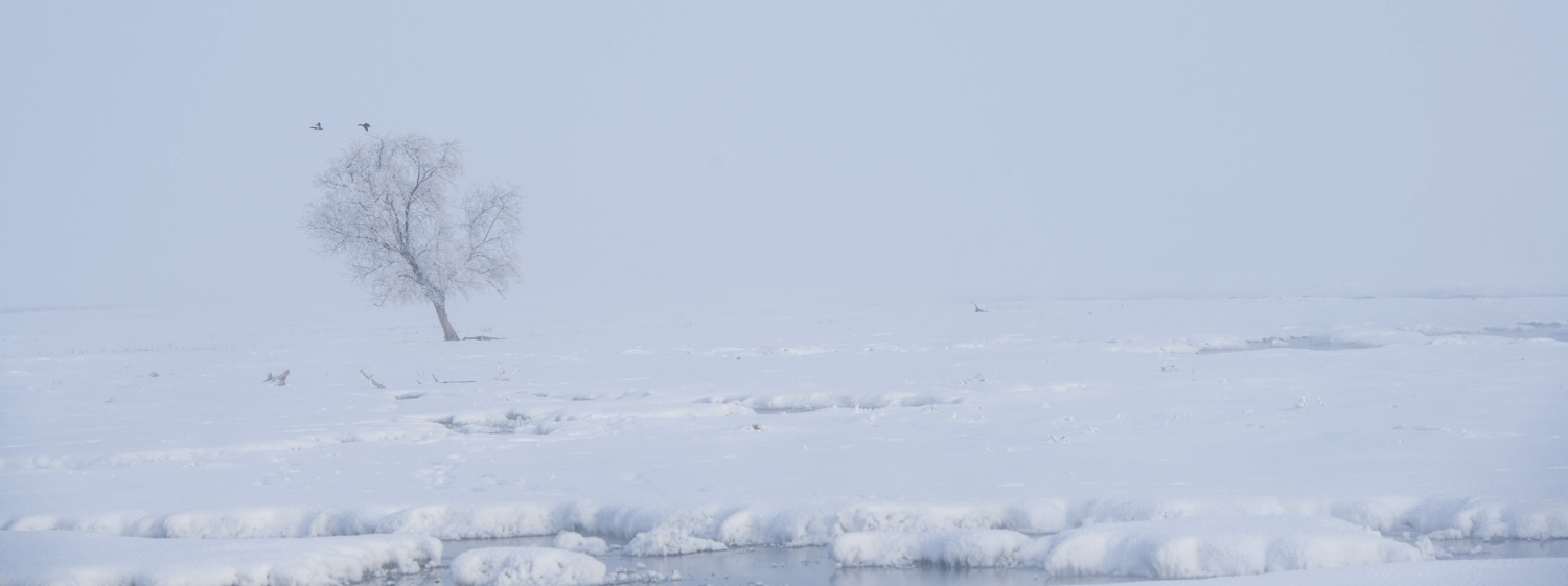 Ʈ������ѩԭ