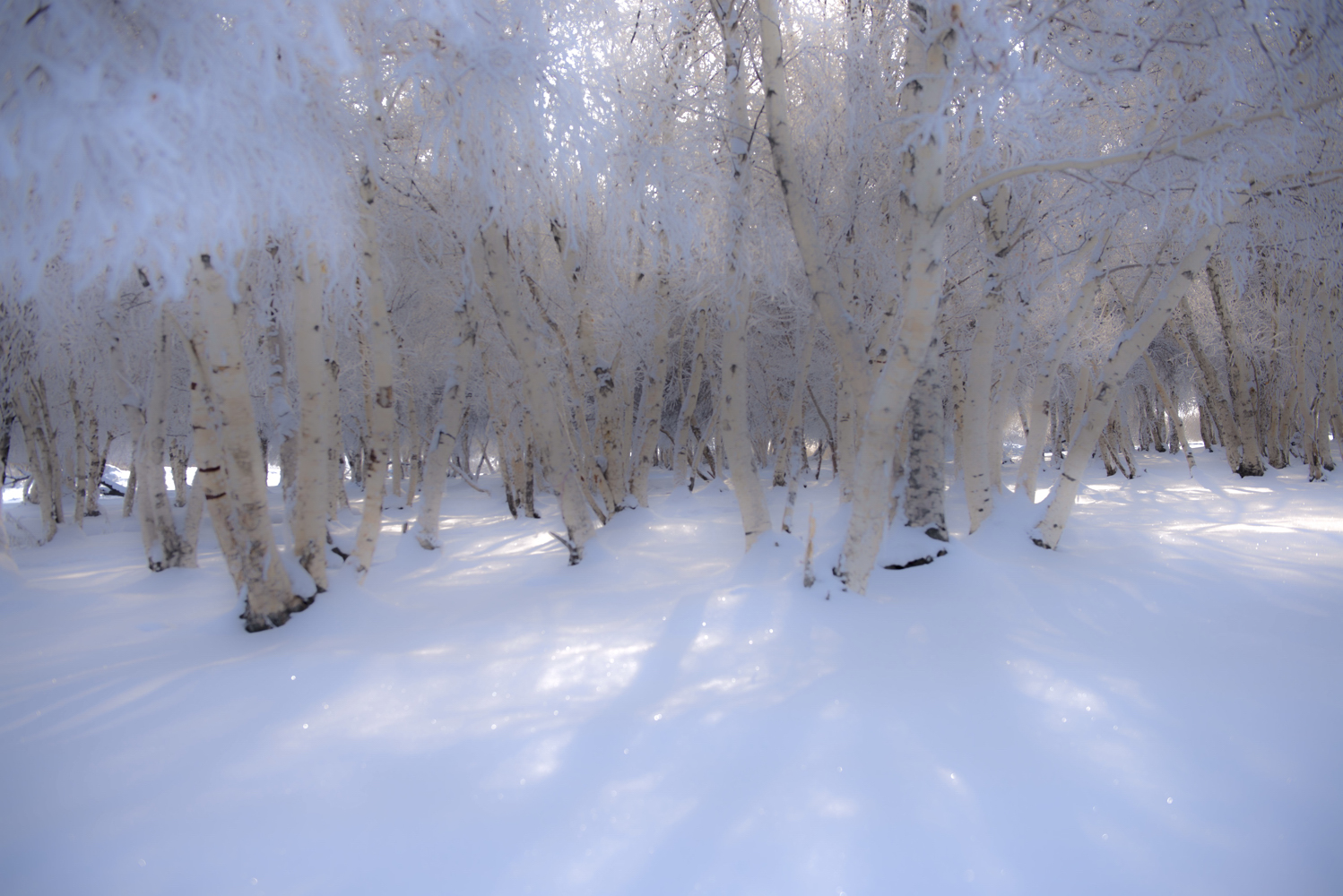 ͦ��ԡѩ�İ�����