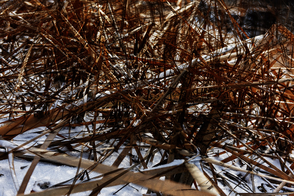 2015��1��25�մ��ɽѩ a0471.jpg