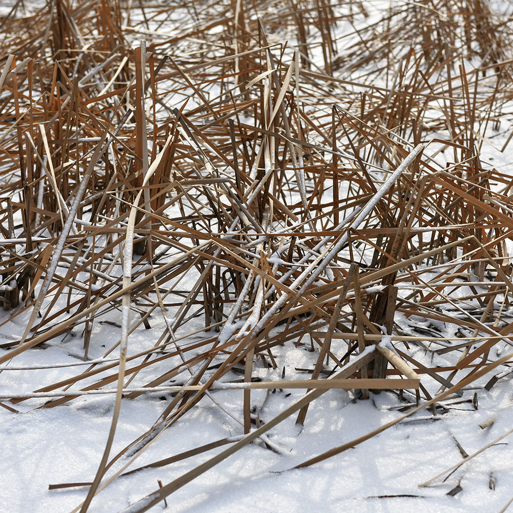 2015��1��25�մ��ɽѩ a0461.jpg