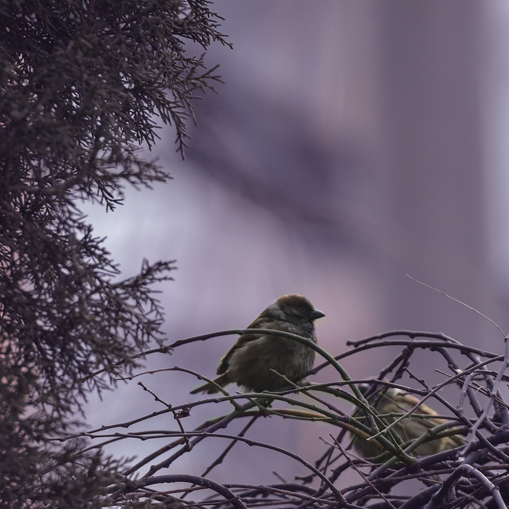 2015��2��3���� a1861.jpg