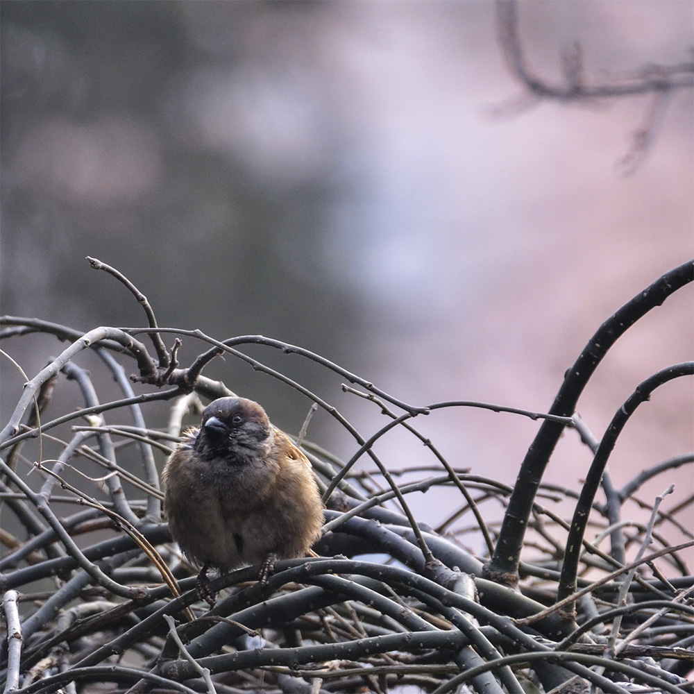 2015��2��3���� 168.jpg