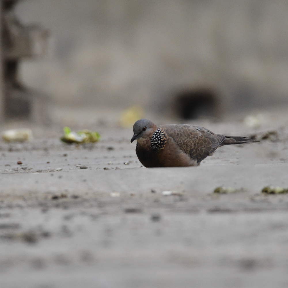 2015��2��3���� a0121.jpg