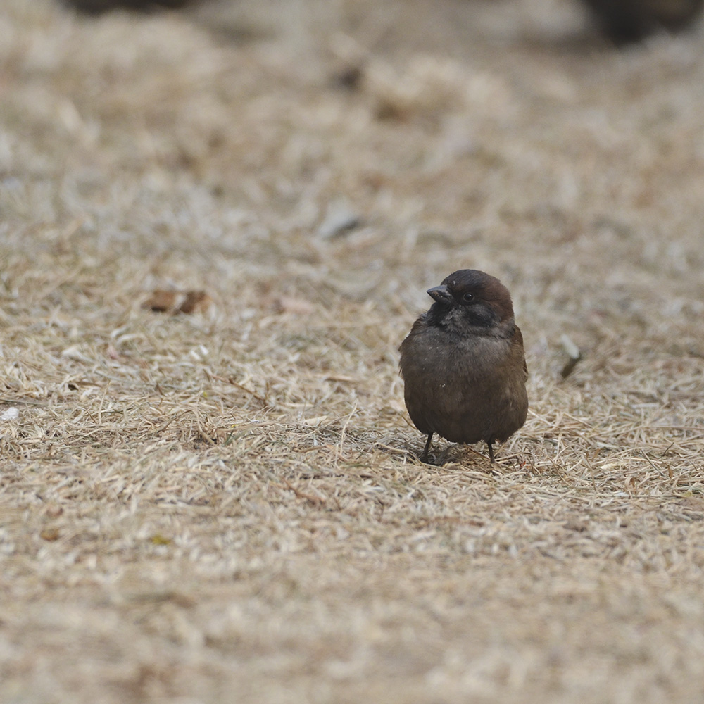 2015��2��3���� a1261.jpg