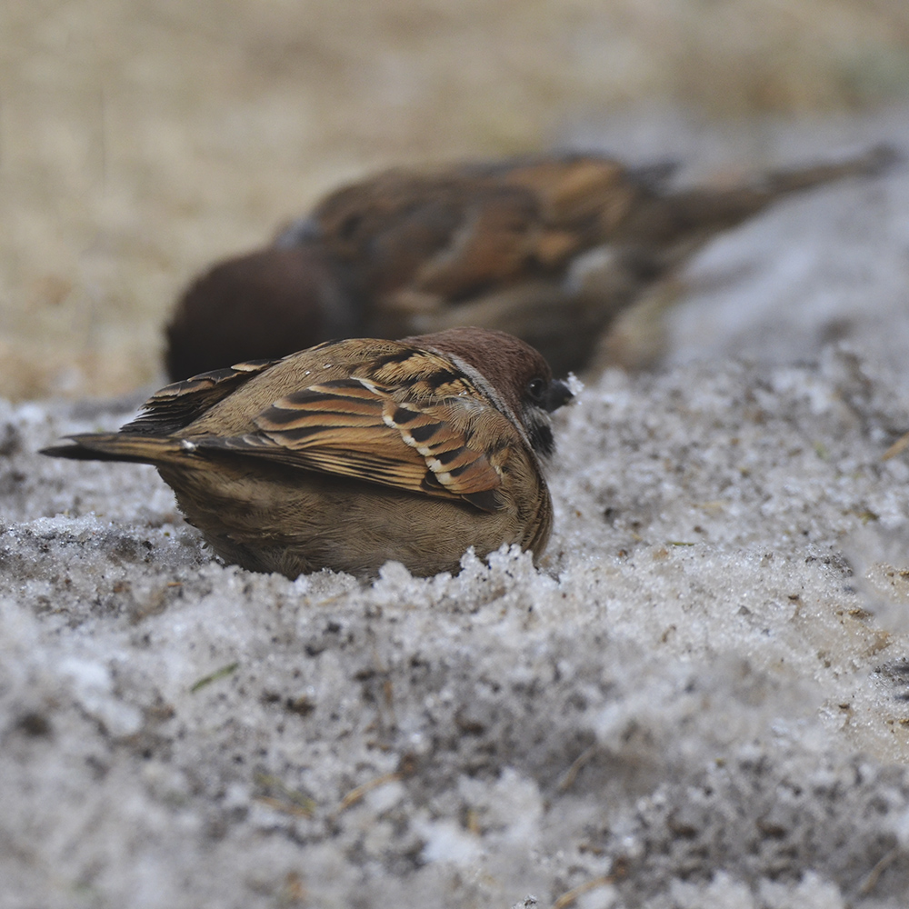 2015��2��3���� a1291.jpg