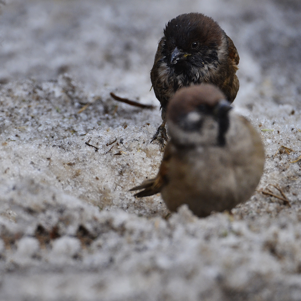 2015��2��3���� a1331.jpg