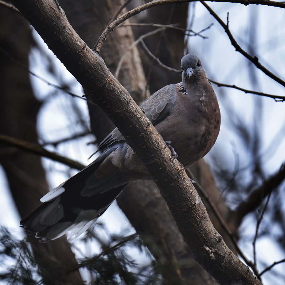 2015��2��3���� a1421.jpg