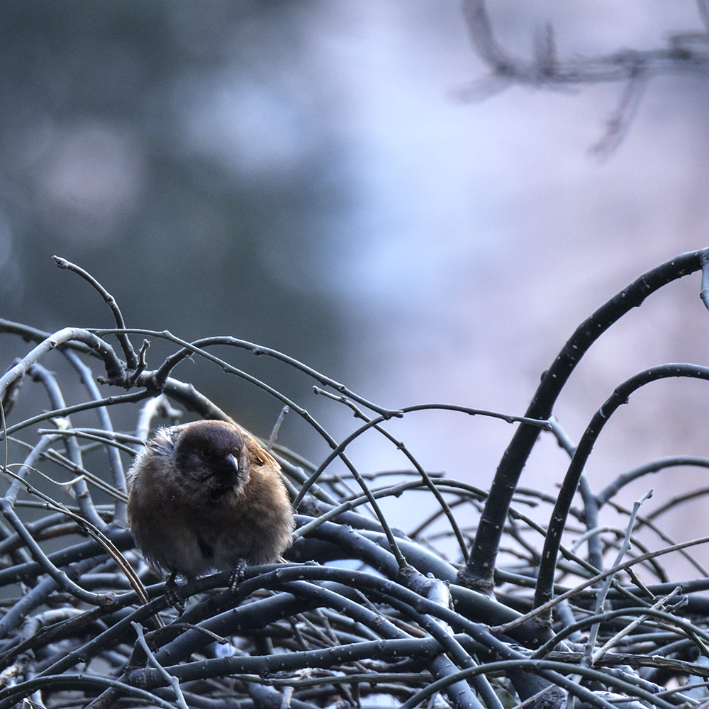 2015��2��3���� a1671.jpg