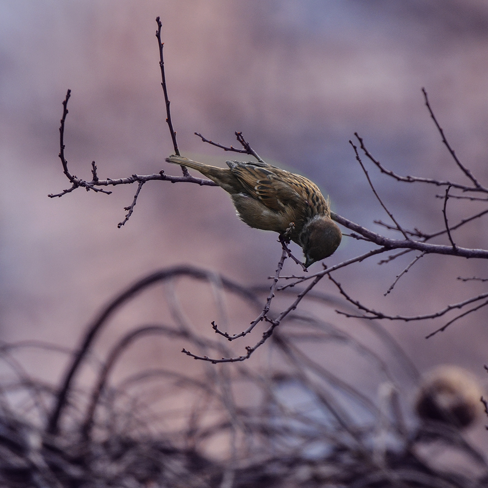 2015��2��3���� A1731.jpg