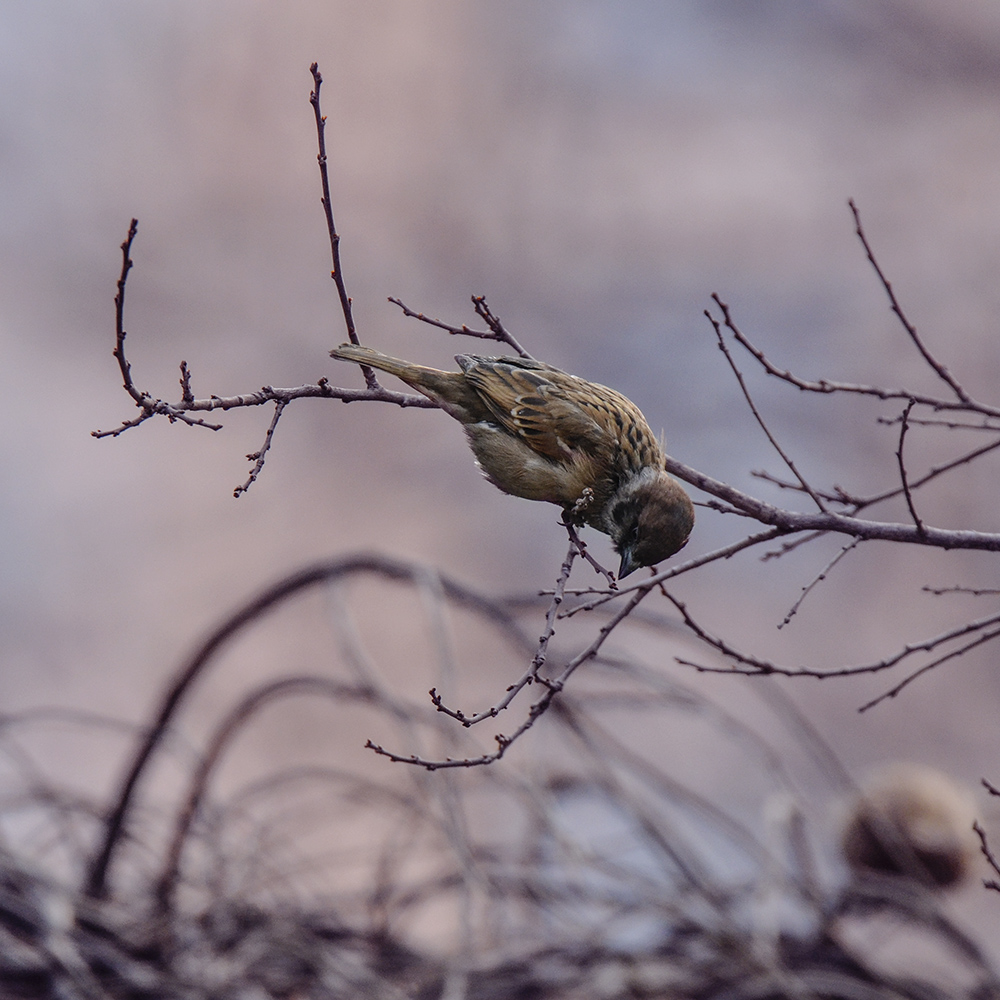 2015��2��3���� a1741.jpg