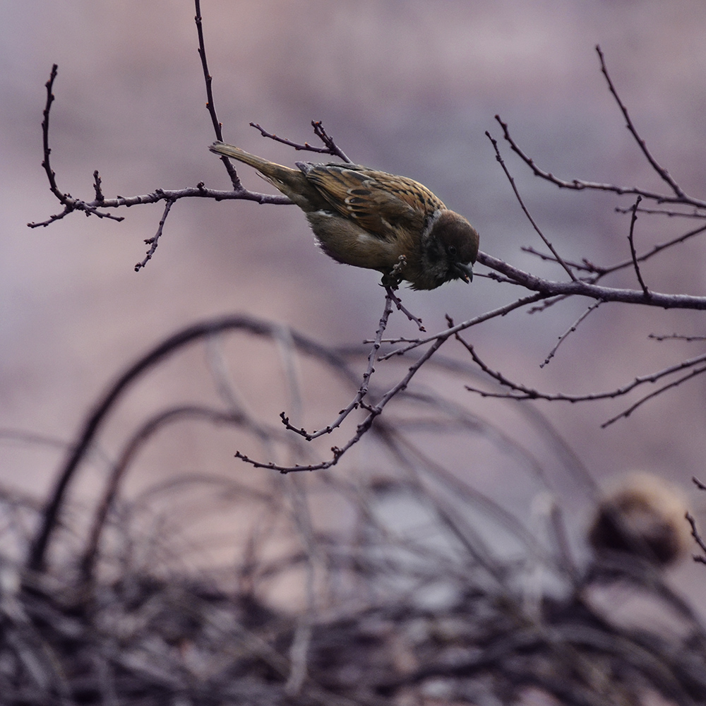 2015��2��3���� a1761.jpg