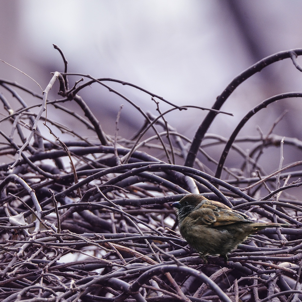 2015��2��3���� a1781.jpg