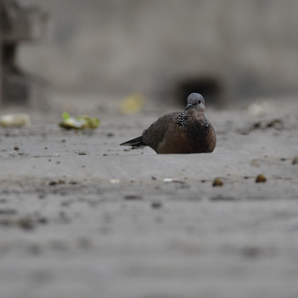 2015��2��3���� a0221.jpg