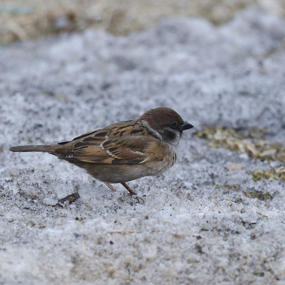 2015��2��3���� a0641.jpg