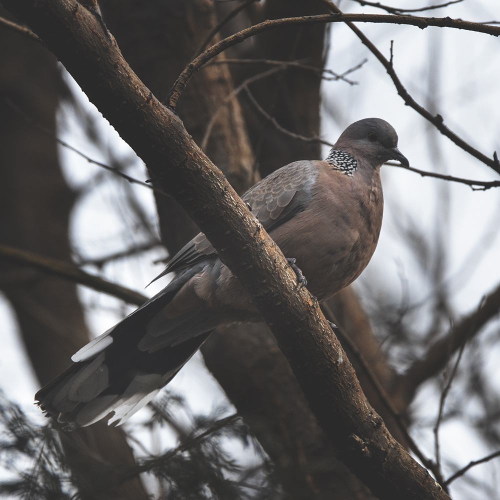 2015��2��3���� a1461.jpg