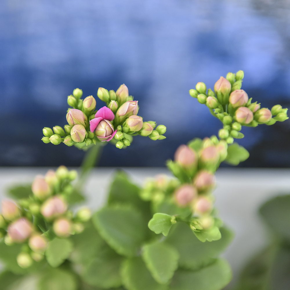 2015��2��5�ջ� a0021.jpg