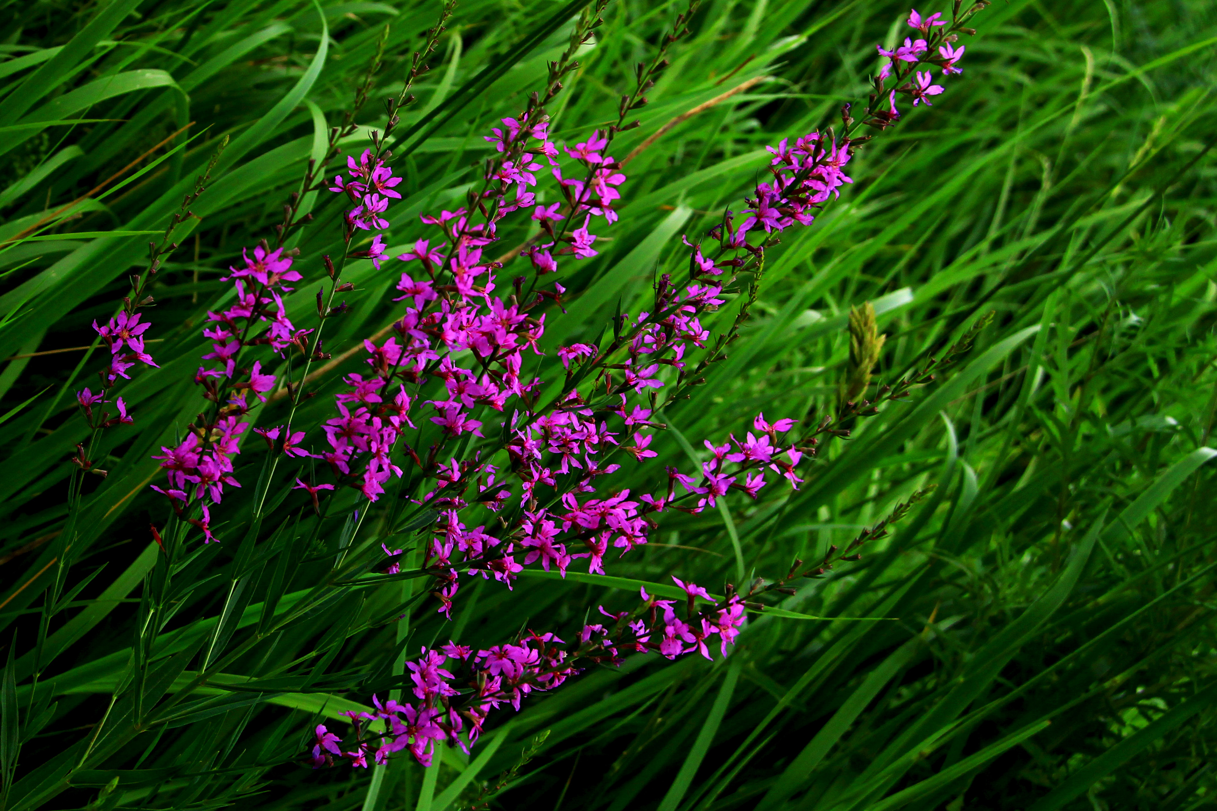 ���Ұ�� (2).jpg