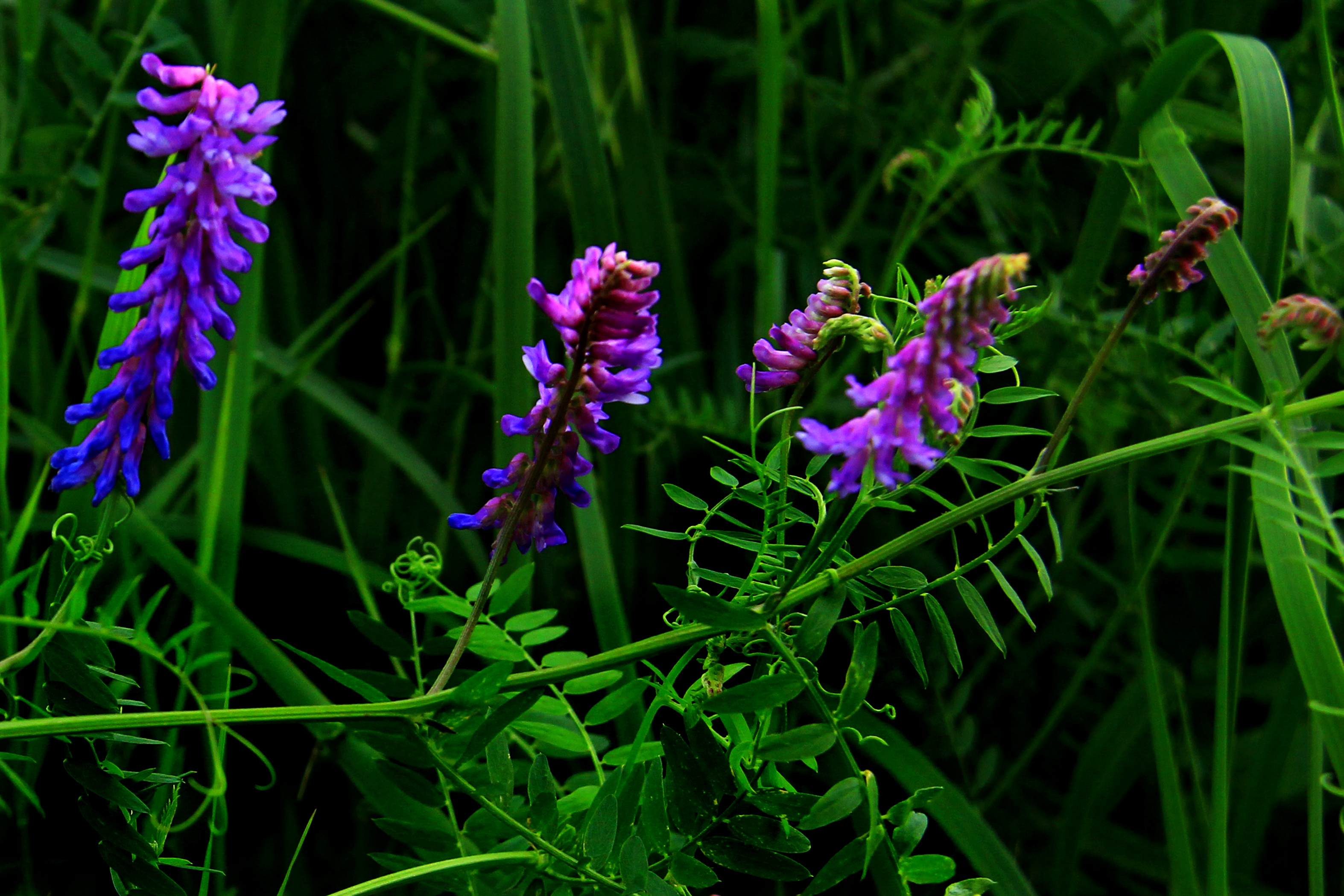 ���Ұ�� (3).jpg