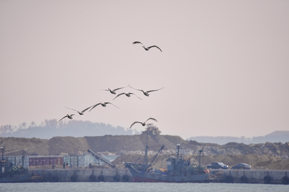 2015��1��12��ɽ�� a1261.jpg