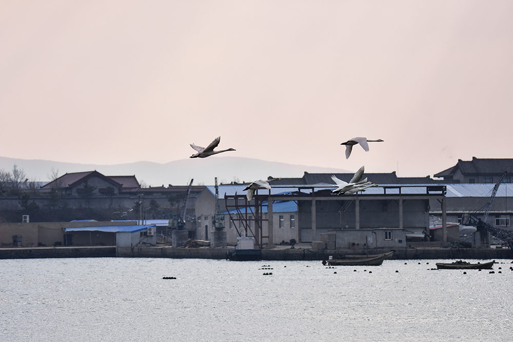 2015��1��12��ɽ�� a0871.jpg