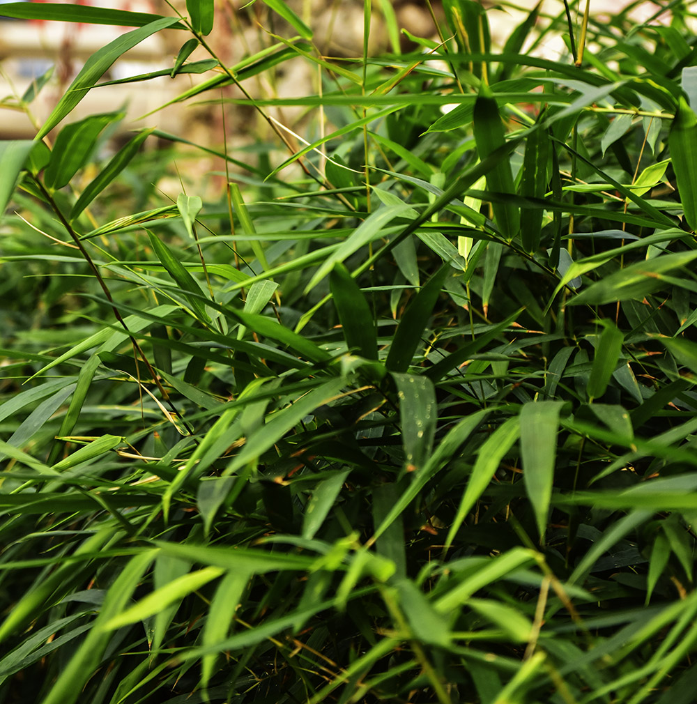 2015��1��23��ģ�� a3221.jpg