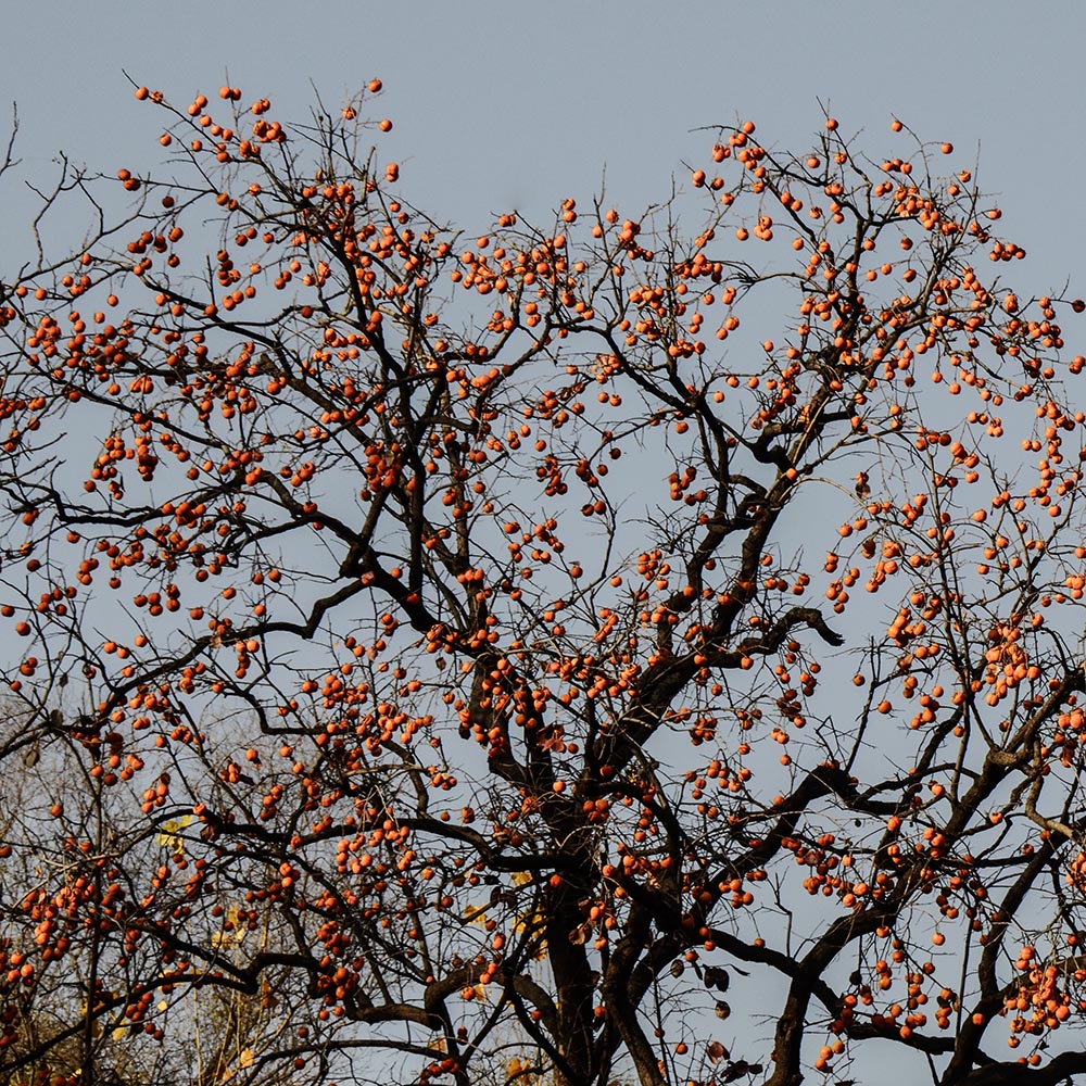 2014��11��9����������2 a1781.jpg