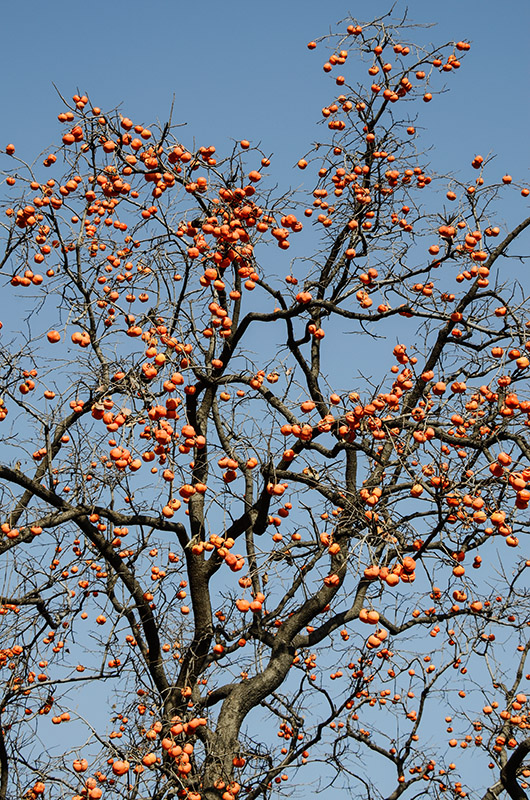 2014��11��9��a 1121.jpg