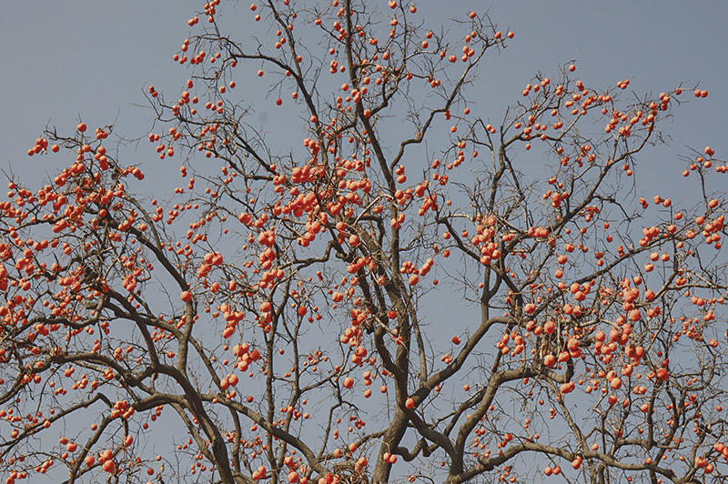 2014��11��9��aa 0871.jpg