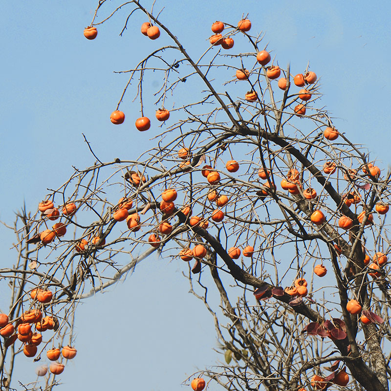 2014��11��9����������2 a0281.jpg