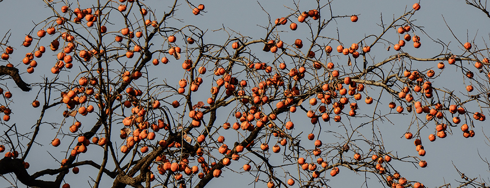 2014��11��9����������2 a1751.jpg