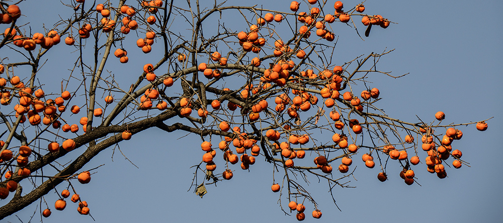 2014��11��9����������2 a1531.jpg