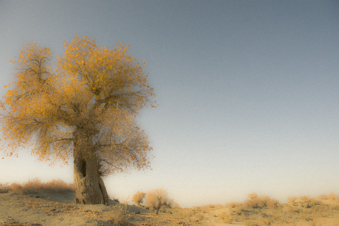 ������̸�