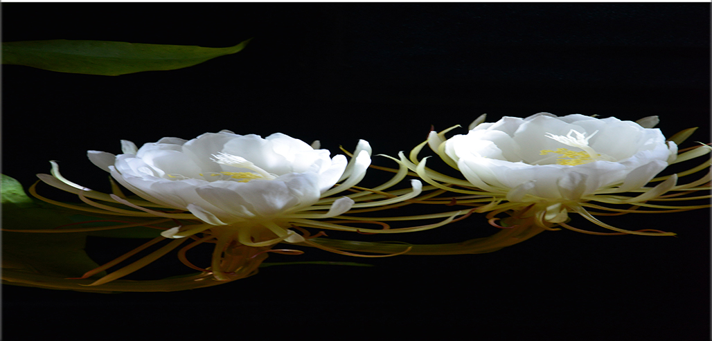 ��˫��     ������