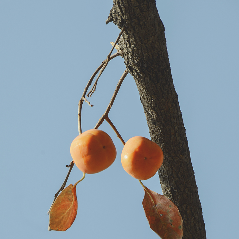 2014��11��9����������2 a0261.jpg