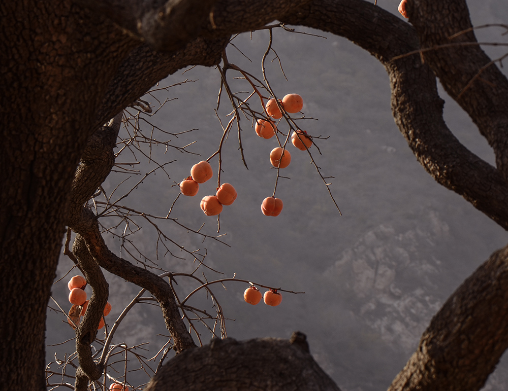 2014��11��9����������2 a1381.jpg