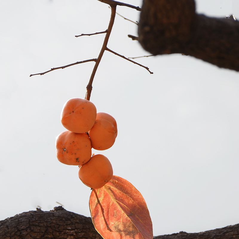 2014��11��9��a 1321.jpg