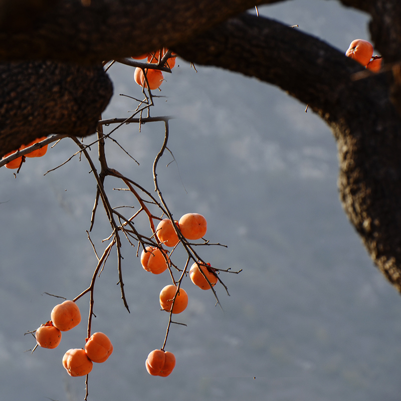 2014��11��9��a 1411.jpg