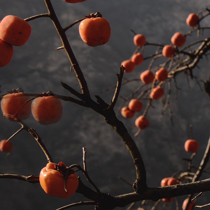 2014��11��9��a a0891.jpg