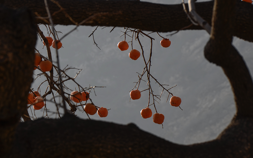 2014��11��9����������2 a1341.jpg