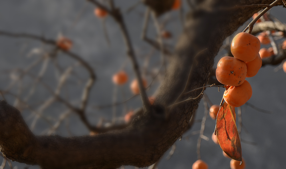 2014��11��9����������2 a1371.jpg