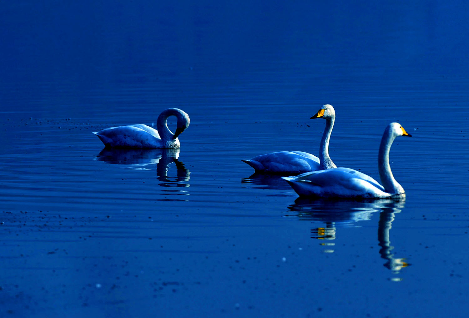 �˳���ƽ½�������� ��Ӱ �ŷ�.JPG