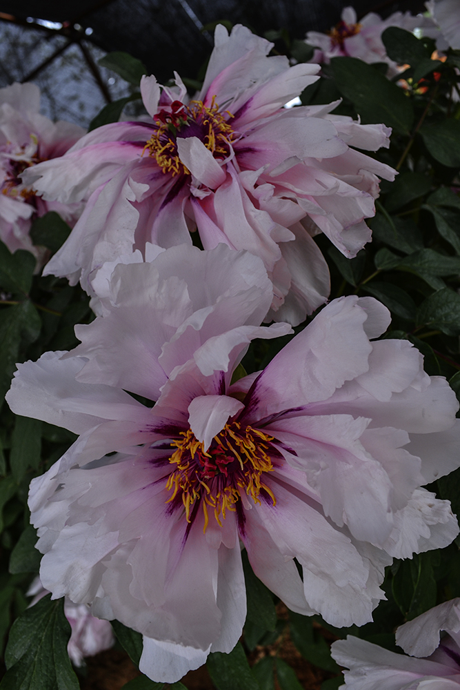 �������ʳ��ฮ a1241.jpg