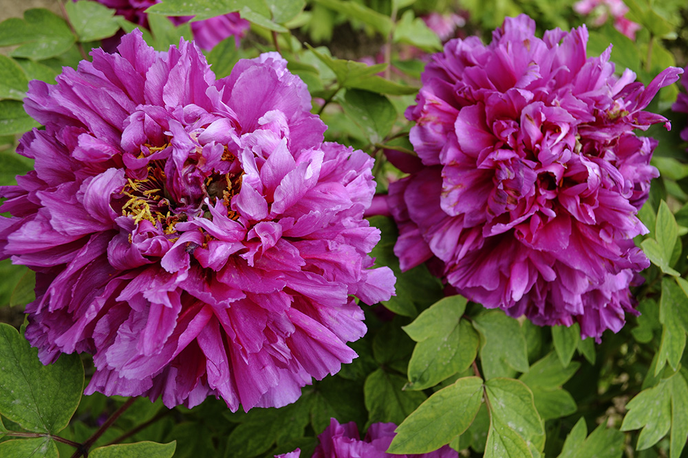 �������ʳ��ฮ a0301.jpg