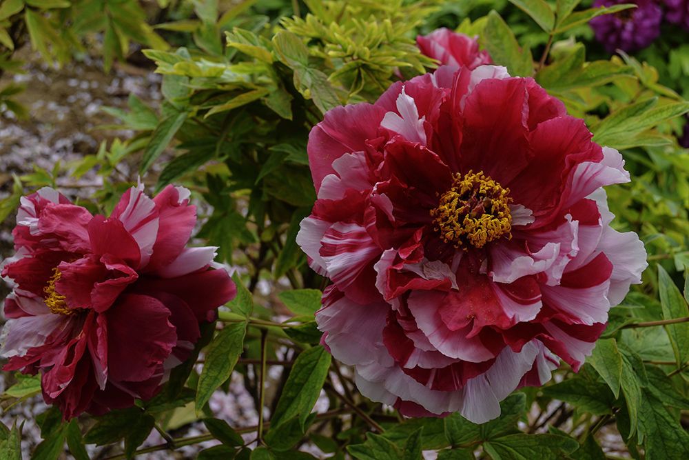 �������ʳ��ฮ a0311.jpg