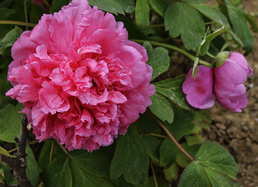 �������ʳ��ฮ a0321.jpg